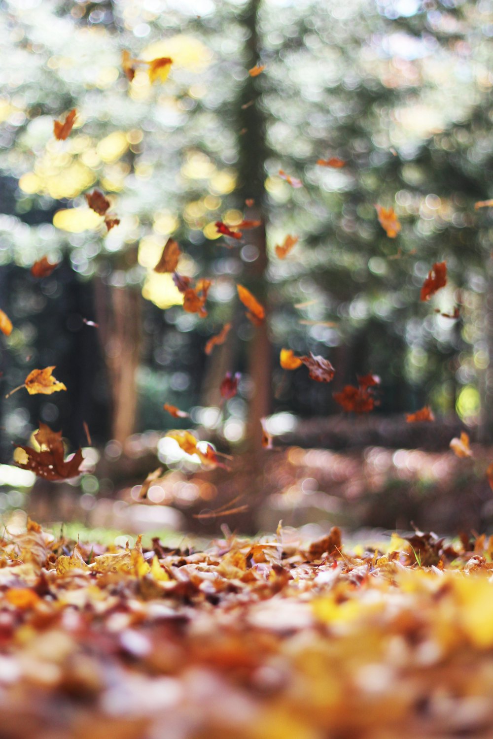 Autumn leaves on a lawn